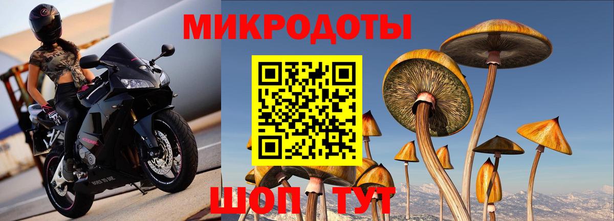 Галлюциногенные грибы Psilocybine cubensis Тихвин
